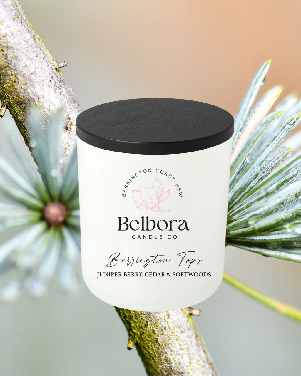 Belbora Candle Co Barrington Tops candle with black lid with a pine branch with greenery background