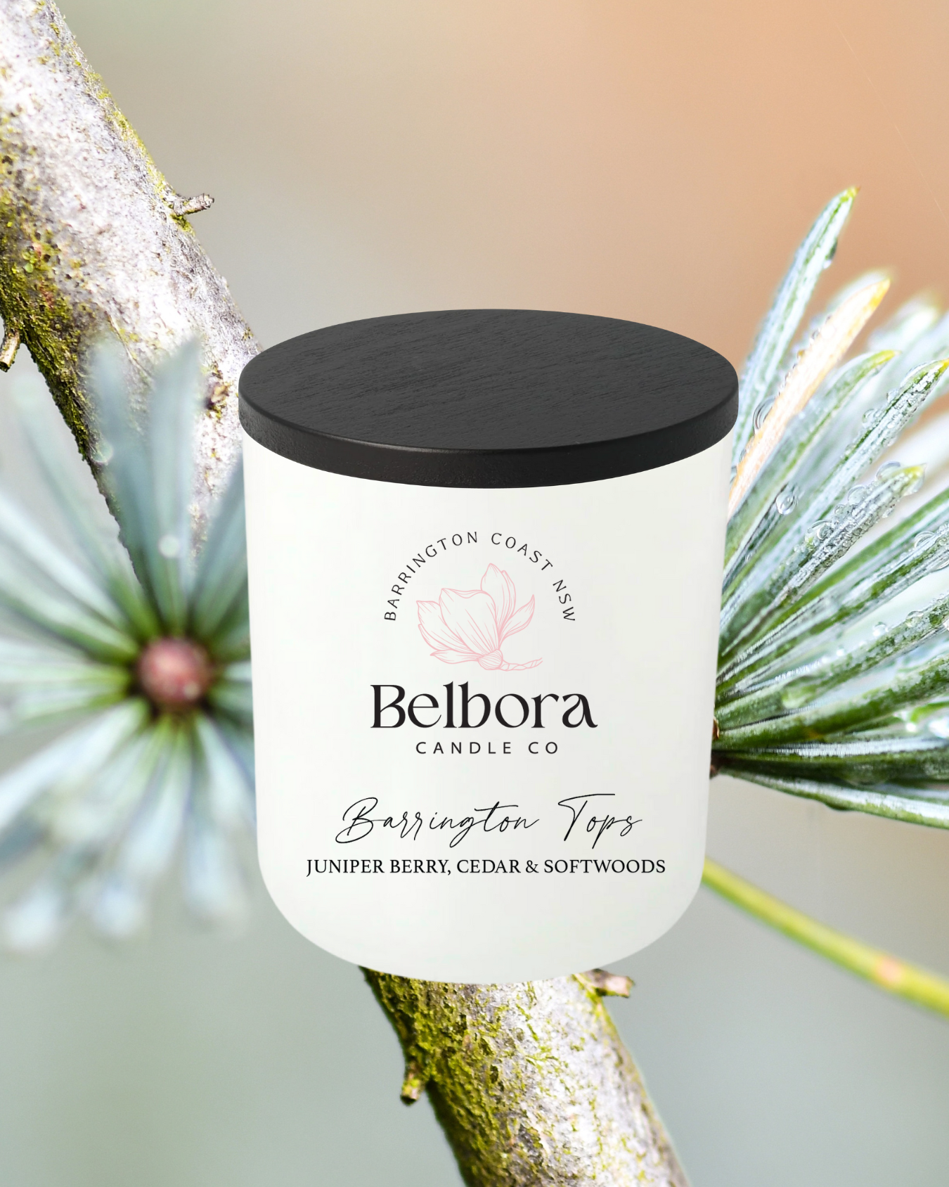 Belbora Candle Co Barrington Tops candle with black lid with a pine branch with greenery background