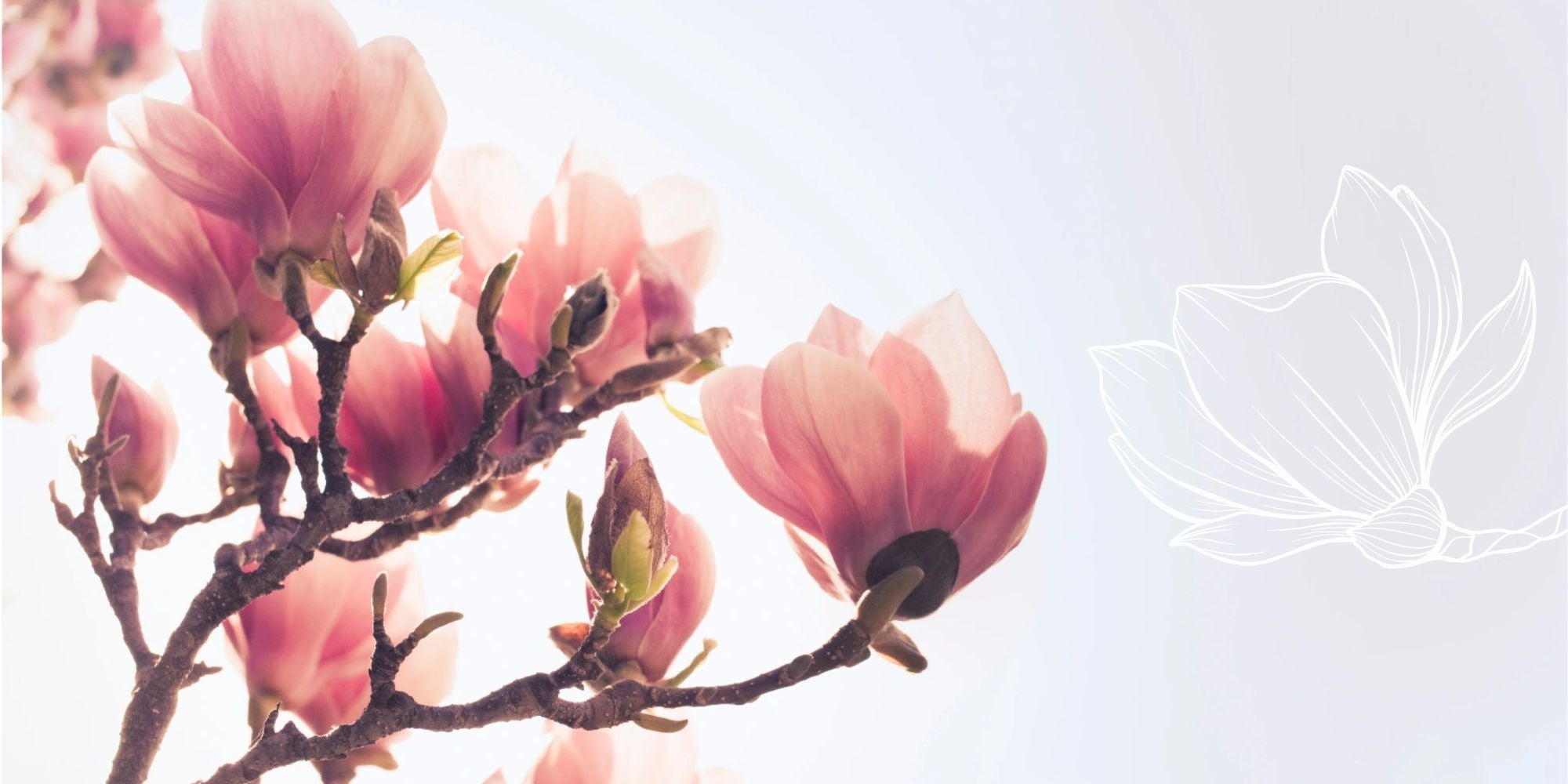 Branch of pink magnolia flowers against a light background with Belbora Candle Co logo overlay.