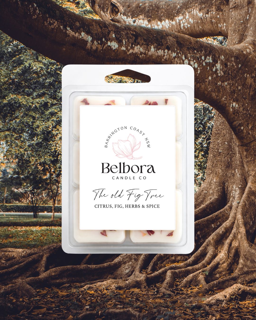 Belbora Candle Co. 
The Old Fig Tree wax melt package with a scenic background of fig tree trees and nature.